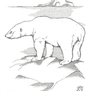 “Polar Bear Cold North” original illustration by Christopher Chambaud felt-tip on paperboard  8.5″x 11″