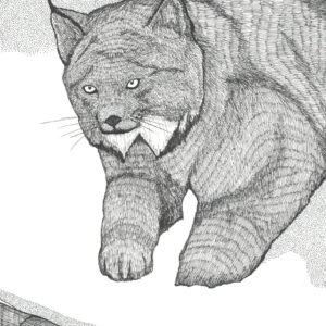 “Lynx” original illustration by Christopher Chambaud felt-tip on paperboard  8.5″x 11″