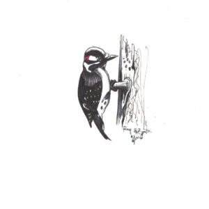 “Woodpecker” by Bill Roy original illustration ink on paper  8.5″x 11″