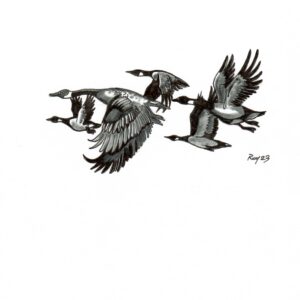 “Flock” by Bill Roy original illustration ink on paper  8.5″x 11″