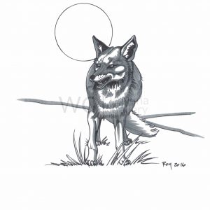 Wolf by Bill Roy ink on paper  8.5″x 11″ Wolf