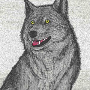 Timberwolf by Christopher Chambaud ink on paper  8.5″x 11″